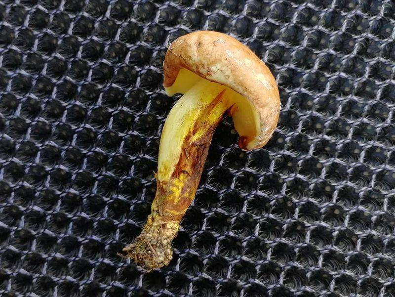 Video of mushroom cultivation