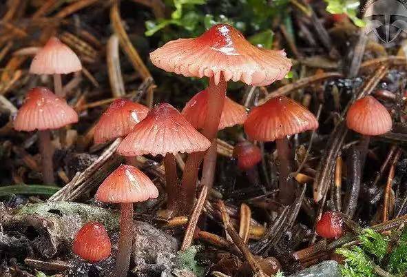 Video of mushroom cultivation
