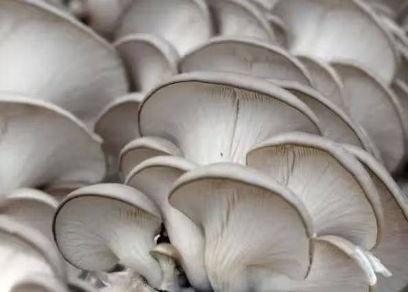 Video of mushroom cultivation