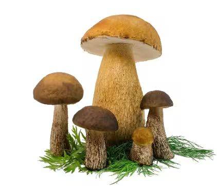 Video of mushroom cultivation