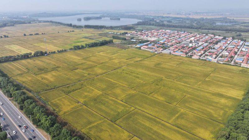 Rice membrane cultivation techniques