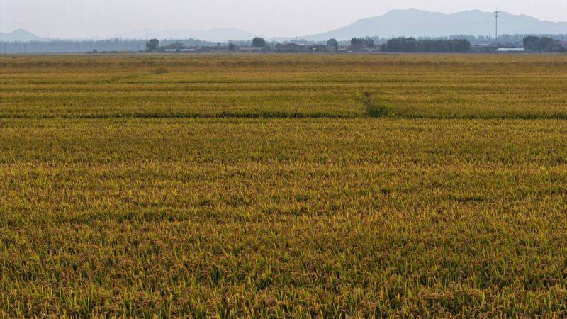 Rice membrane cultivation techniques