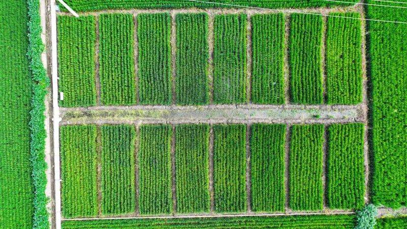 Rice membrane cultivation techniques