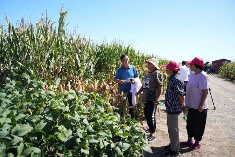 Rice membrane cultivation techniques