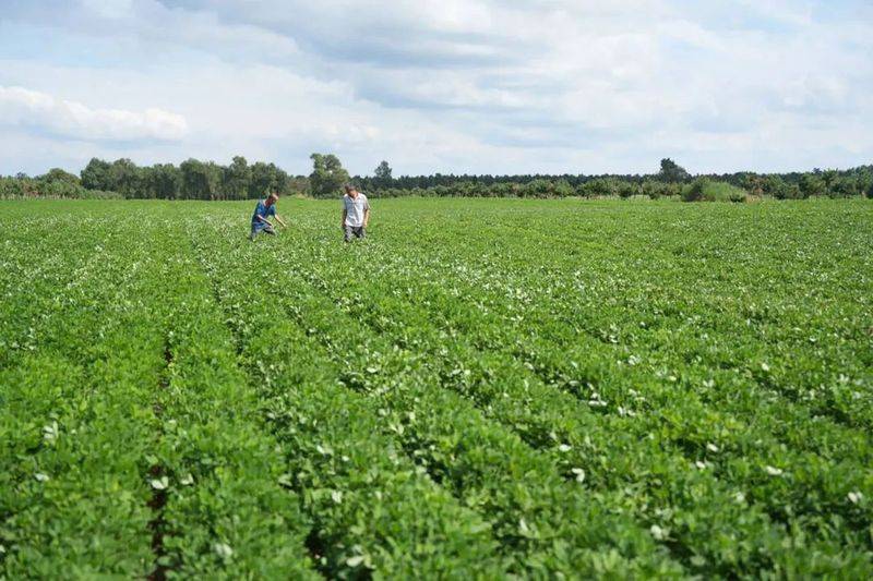 Rice membrane cultivation techniques