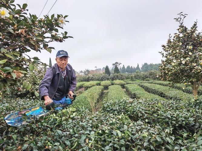 Technology for high-yield oil and tea production