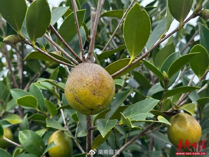 Technology for high-yield oil and tea production