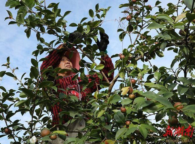 Technology for high-yield oil and tea production