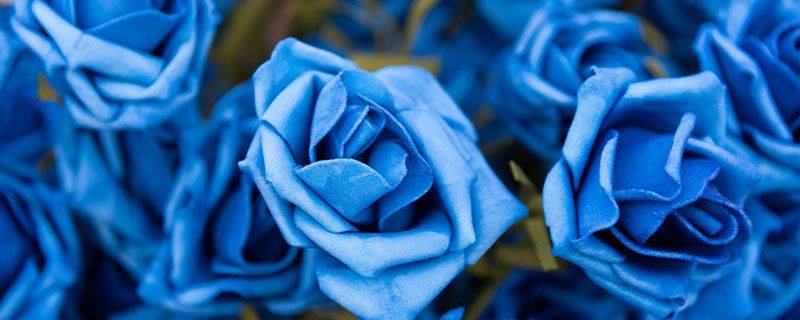 The method of planting blue roses