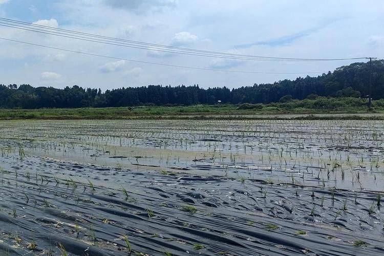 Rice membrane cultivation techniques