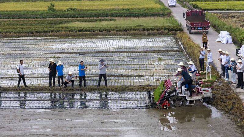 Rice membrane cultivation techniques