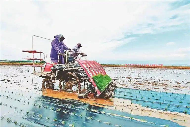 Rice membrane cultivation techniques