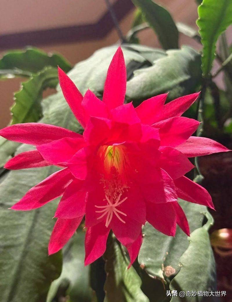 What kind of plants do you grow on the balcony