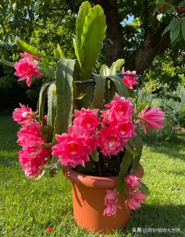 What kind of plants do you grow on the balcony