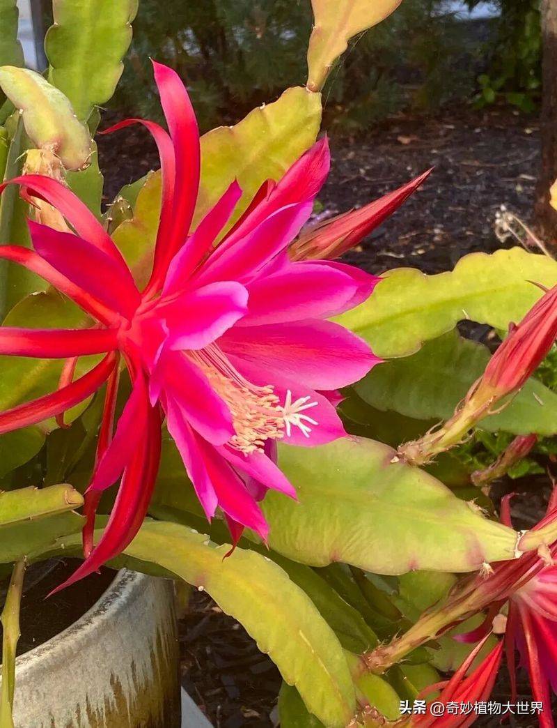 What kind of plants do you grow on the balcony