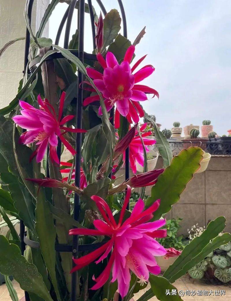 What kind of plants do you grow on the balcony