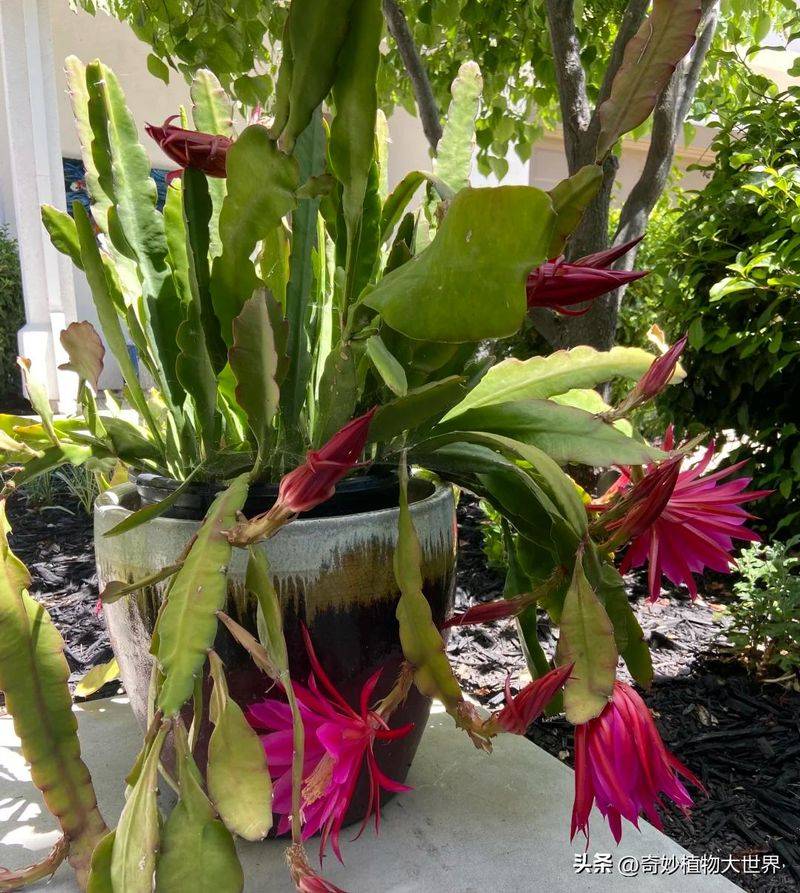 What kind of plants do you grow on the balcony