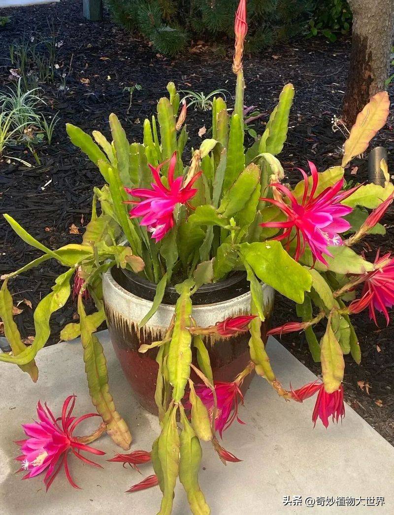 What kind of plants do you grow on the balcony