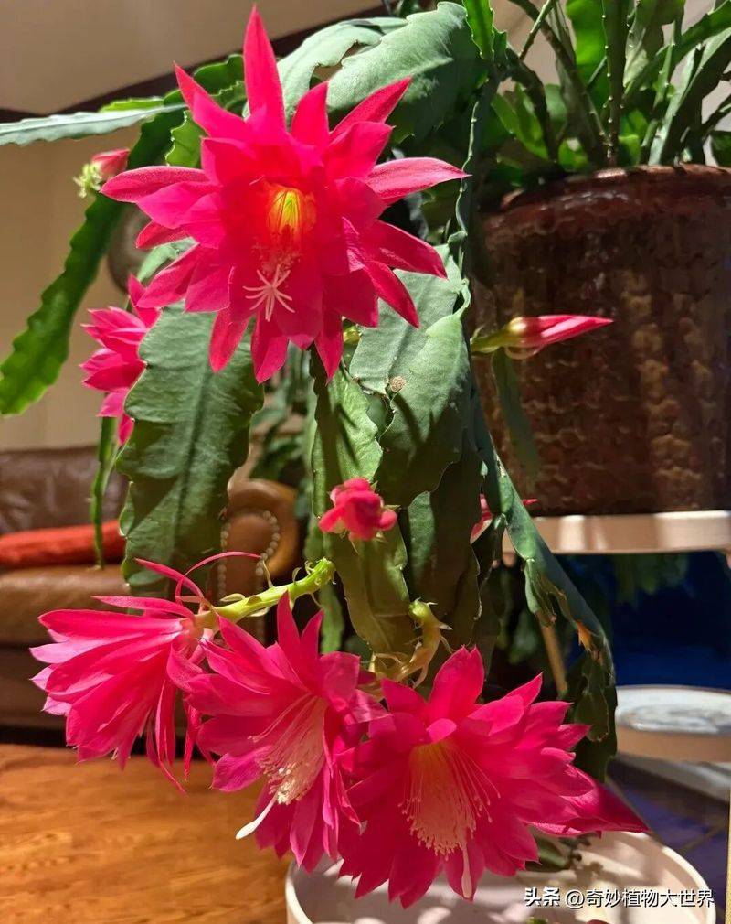 What kind of plants do you grow on the balcony