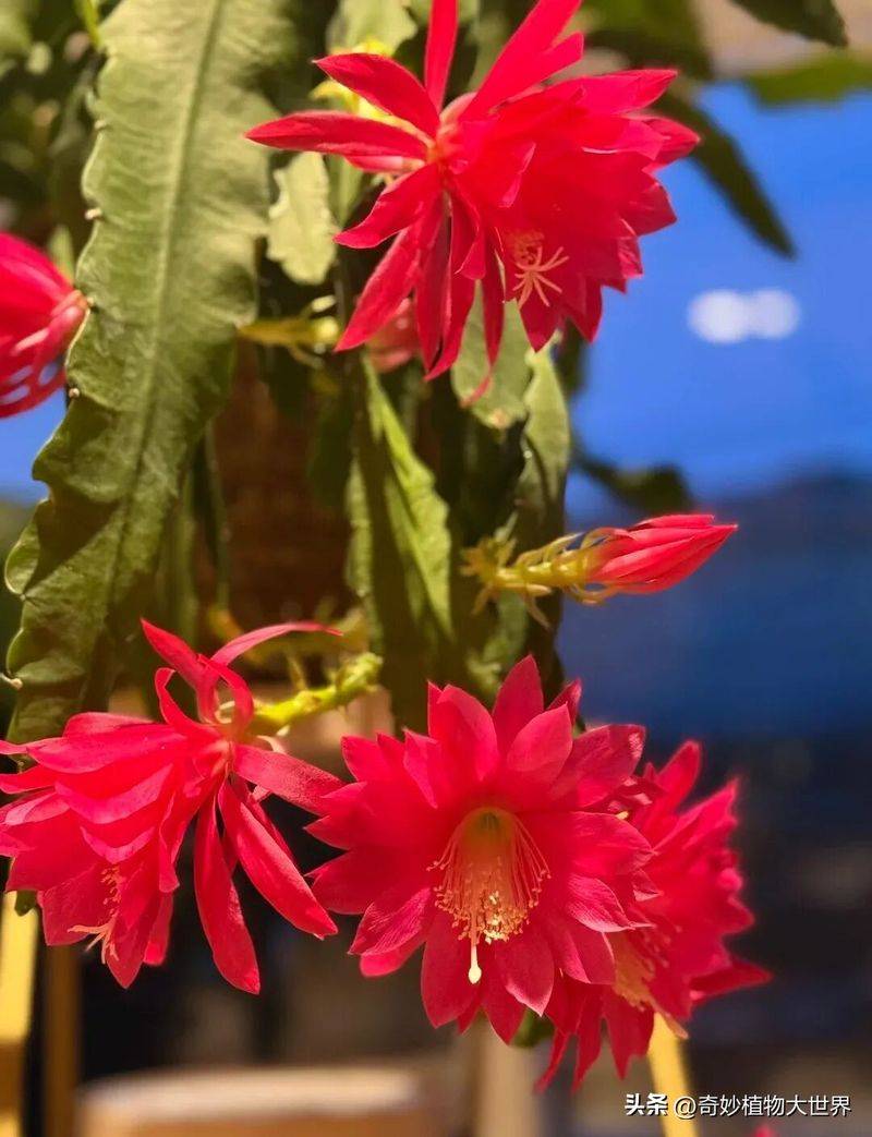 What kind of plants do you grow on the balcony