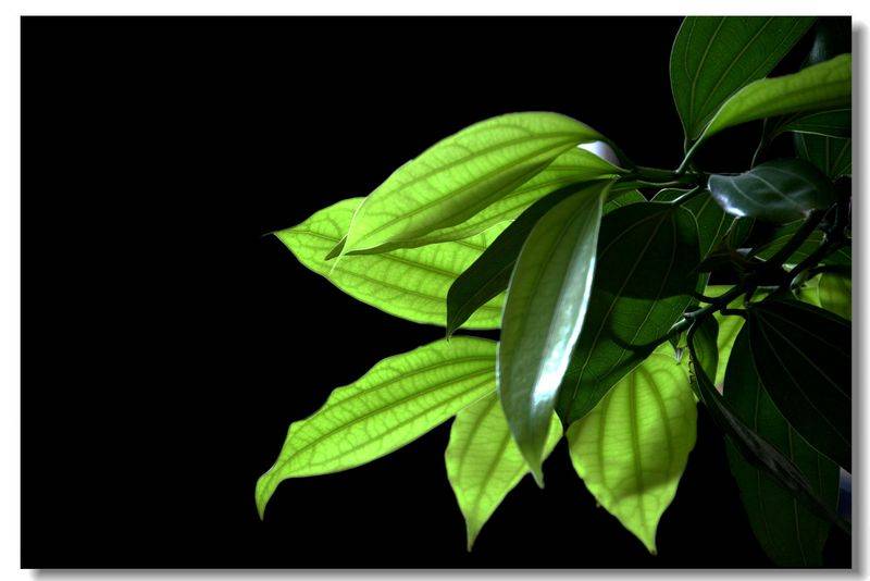 Safe tree seed planting methods