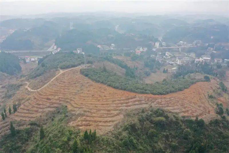 Technology for high-yield oil and tea production