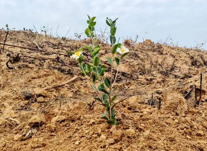 Technology for high-yield oil and tea production