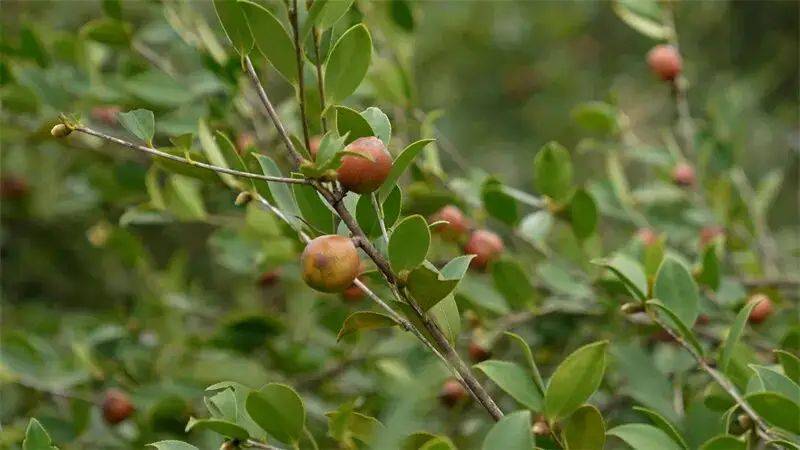 Technology for high-yield oil and tea production