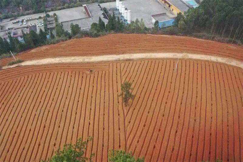 Technology for high-yield oil and tea production