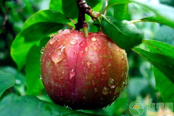 Queen's sanhua li planting technique