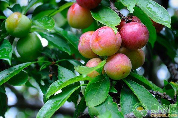 Queen's sanhua li planting technique