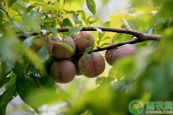 Queen's sanhua li planting technique