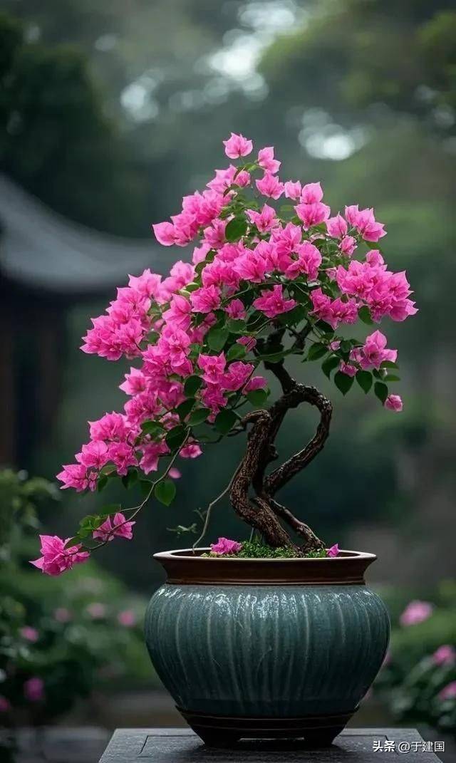 What kind of plants do you grow on the balcony