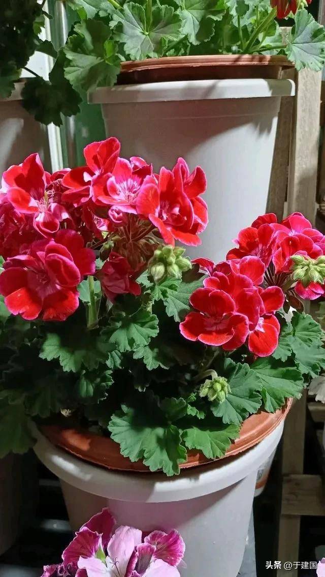 What kind of plants do you grow on the balcony