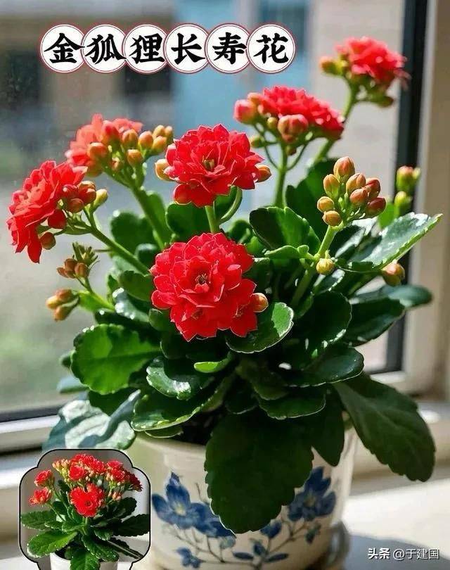 What kind of plants do you grow on the balcony