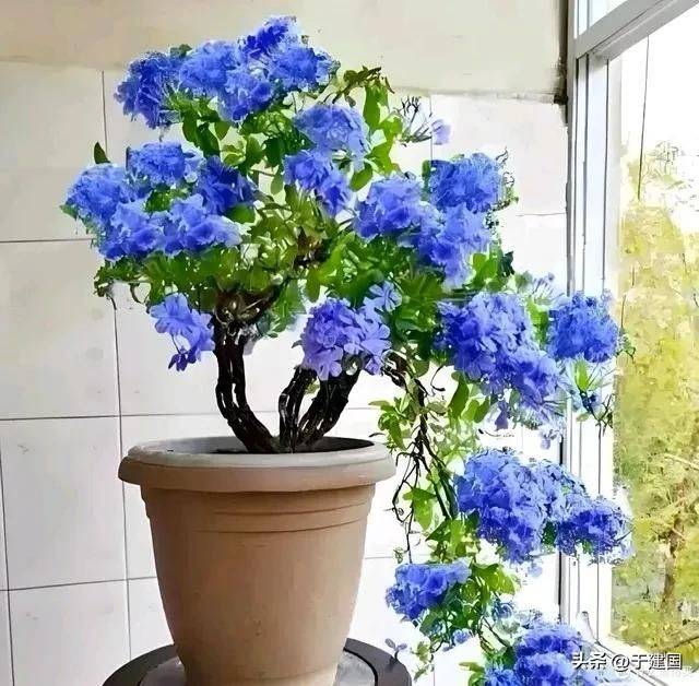 What kind of plants do you grow on the balcony