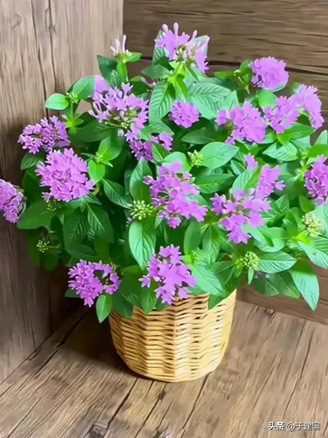 What kind of plants do you grow on the balcony