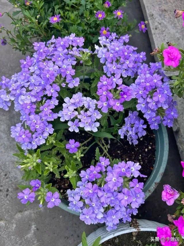 What kind of plants do you grow on the balcony