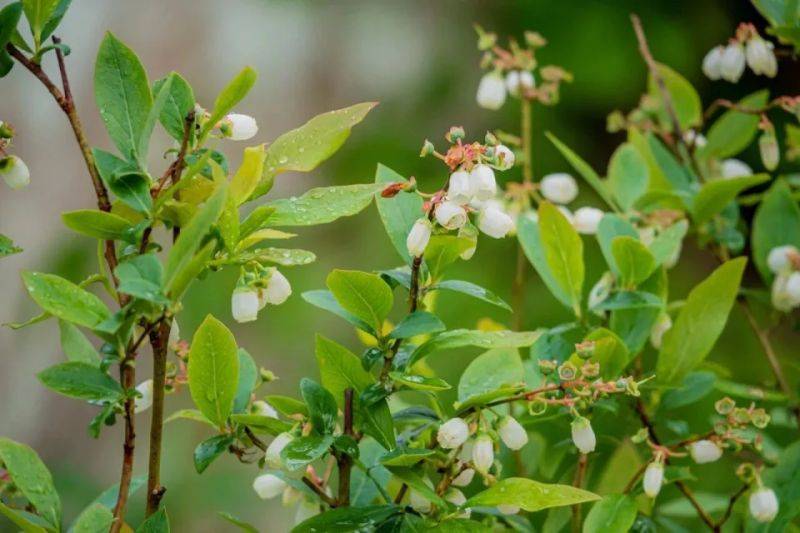 A fruit tree for guangdong