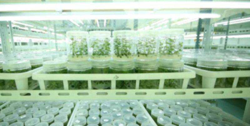 A fruit tree for guangdong