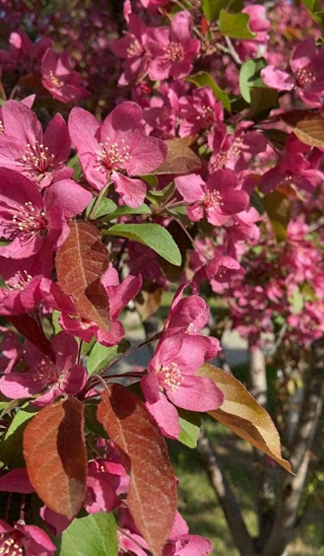 What kind of plants do you grow on the balcony