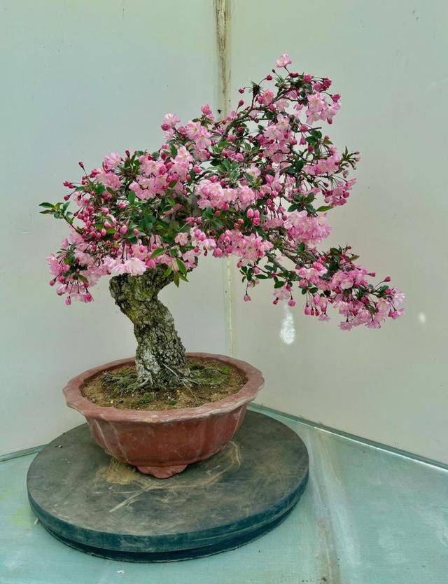 What kind of plants do you grow on the balcony