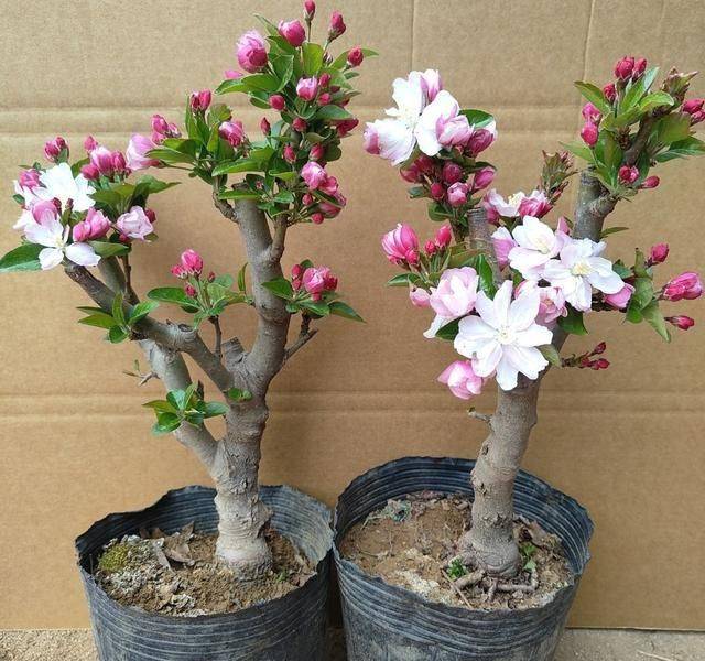 What kind of plants do you grow on the balcony