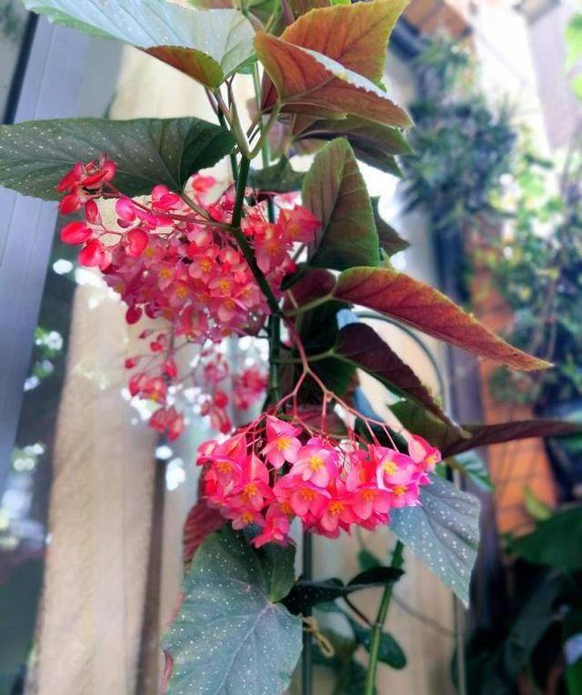 What kind of plants do you grow on the balcony
