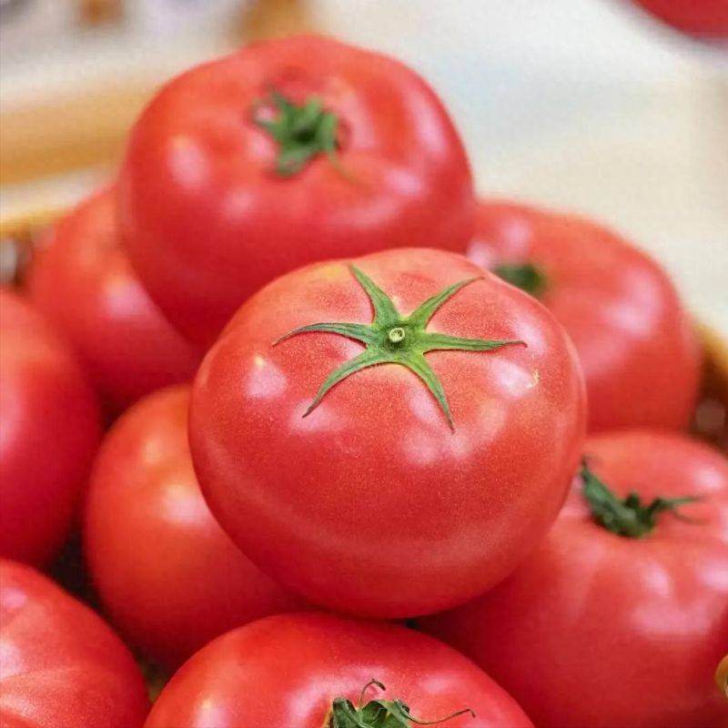 Technology for fifth-colour tomato cultivation