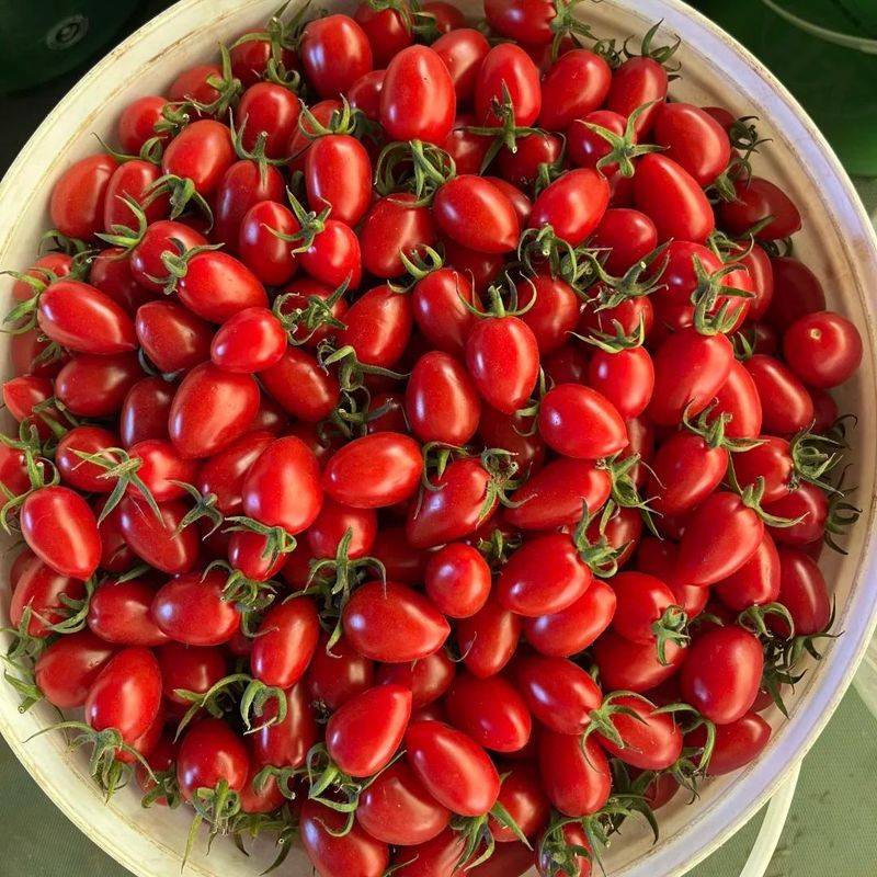 Technology for fifth-colour tomato cultivation