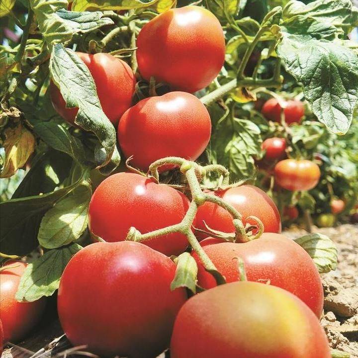 Technology for fifth-colour tomato cultivation