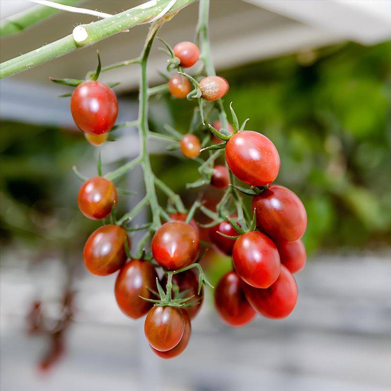 Technology for fifth-colour tomato cultivation