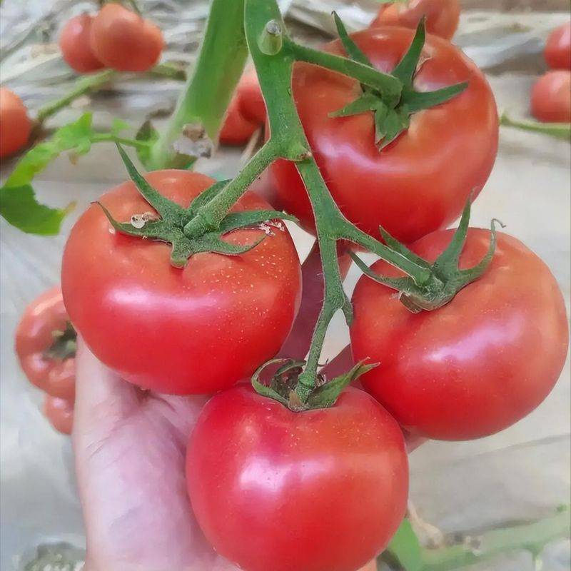 Technology for fifth-colour tomato cultivation