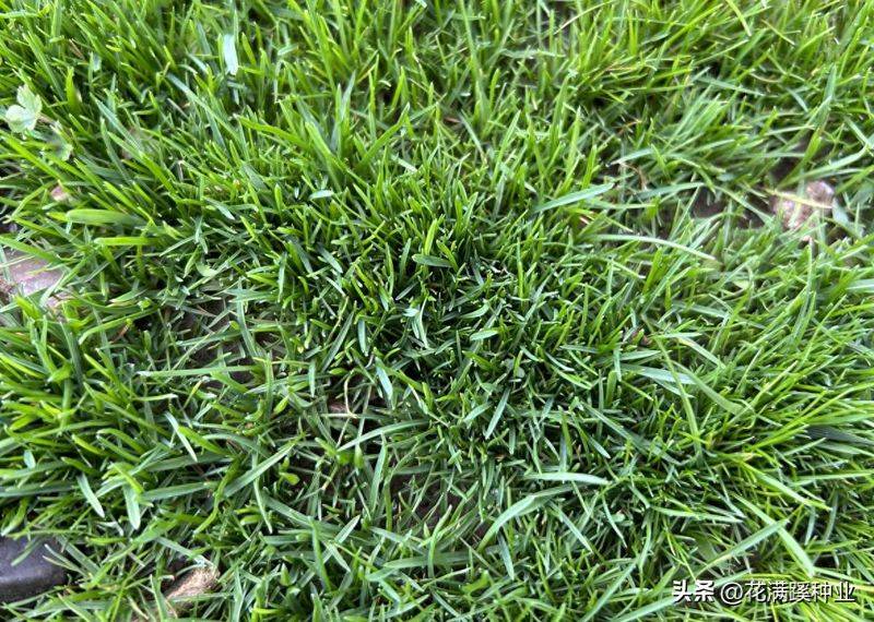 Dog root cultivation methods